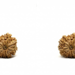 11 Mukhi Rudraksha: Unlocking Divine Energies for Spiritual Growth